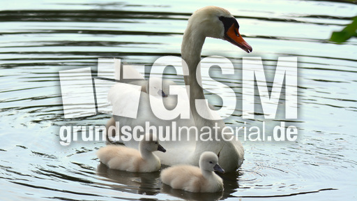 Höckerschwanküken (20).jpg